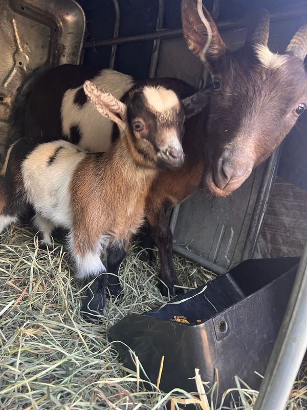 Nigerian dwarf goats at AI Sustainable Foods farm producing milk cheese yogurt and soap for the community